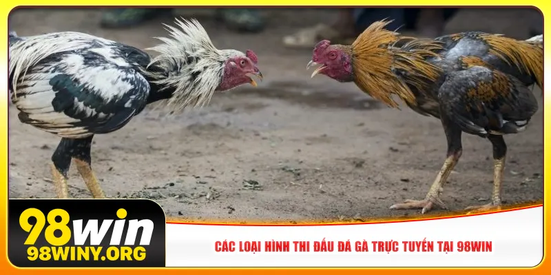 Các loại hình thi đấu đá gà trực tuyến tại 98Win