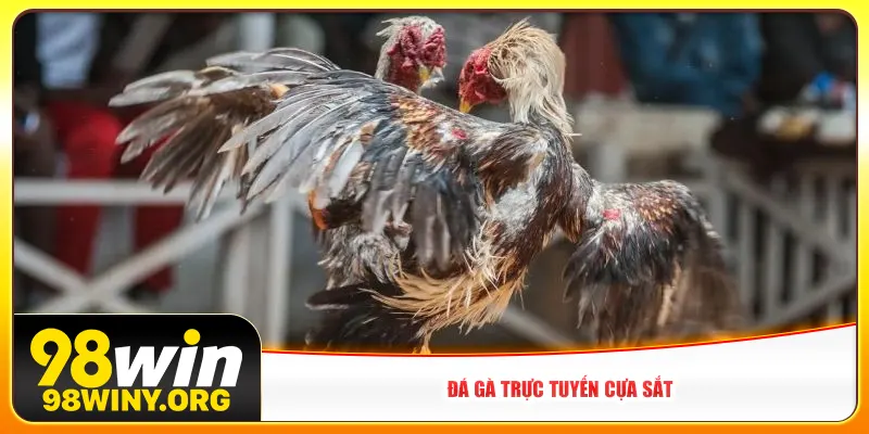 Đá gà trực tuyến cựa sắt