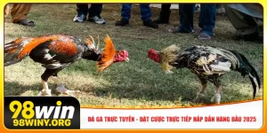 da-ga-truc-tuyen-dat-cuoc-truc-tiep-hap-dan-hang-dau-2025