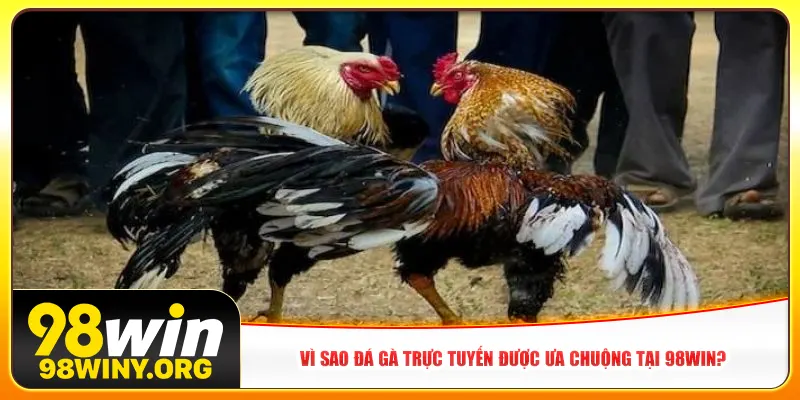 Vì sao đá gà trực tuyến được ưa chuộng tại 98Win?